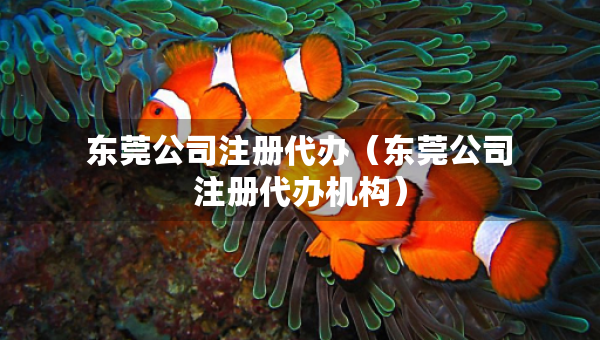 东莞公司注册代办（东莞公司注册代办机构）
