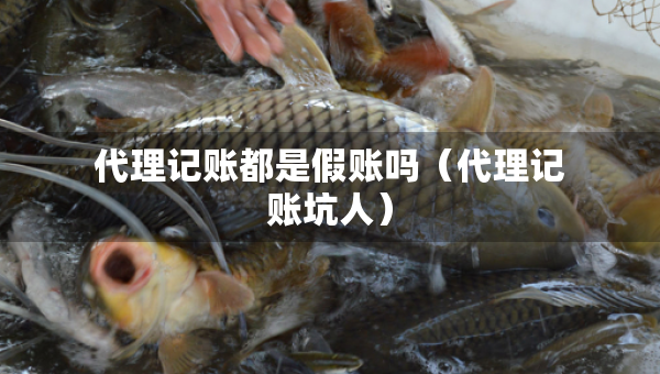 代理记账都是假账吗（代理记账坑人）