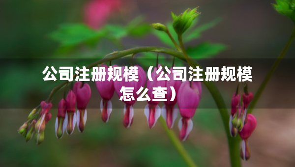 公司注册规模（公司注册规模怎么查）