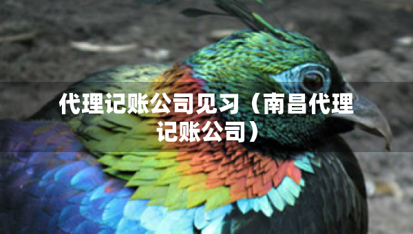 代理记账公司见习（南昌代理记账公司）