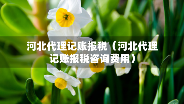 河北代理记账报税（河北代理记账报税咨询费用）