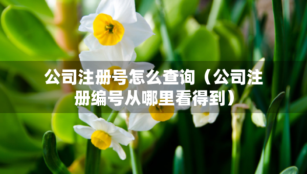 公司注册号怎么查询（公司注册编号从哪里看得到）