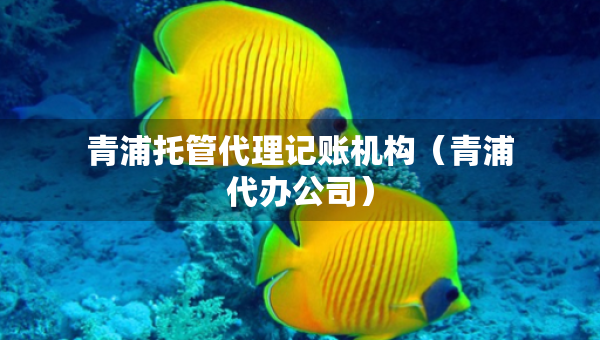 青浦托管代理记账机构（青浦代办公司）