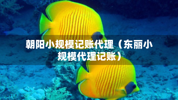 朝阳小规模记账代理（东丽小规模代理记账）