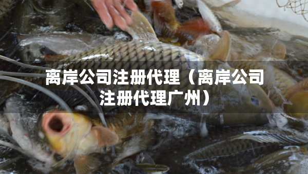 离岸公司注册代理（离岸公司注册代理广州）