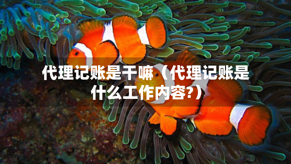 代理记账是干嘛（代理记账是什么工作内容?）
