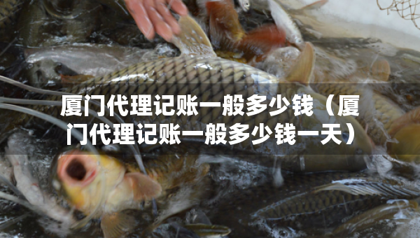 厦门代理记账一般多少钱（厦门代理记账一般多少钱一天）