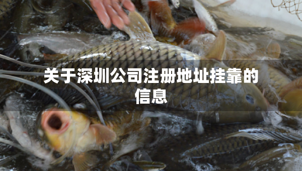关于深圳公司注册地址挂靠的信息