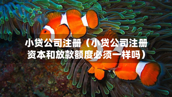小贷公司注册（小贷公司注册资本和放款额度必须一样吗）