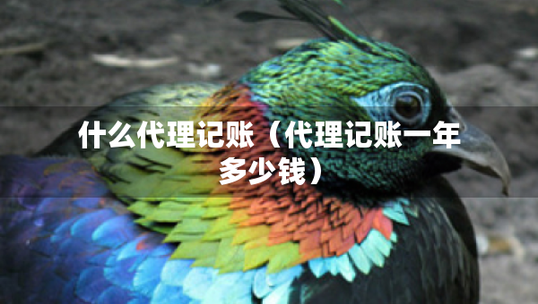 什么代理记账（代理记账一年多少钱）