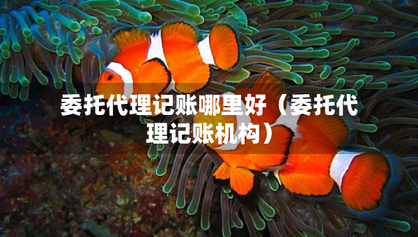 委托代理记账哪里好（委托代理记账机构）