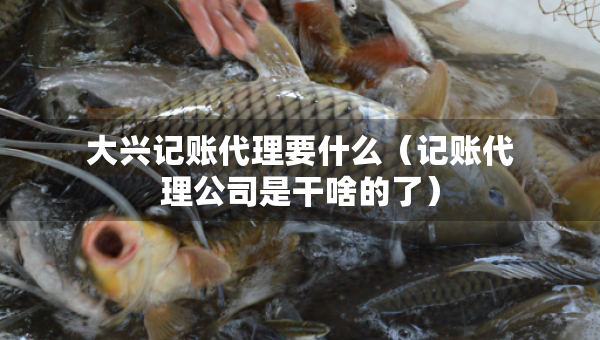 大兴记账代理要什么（记账代理公司是干啥的了）