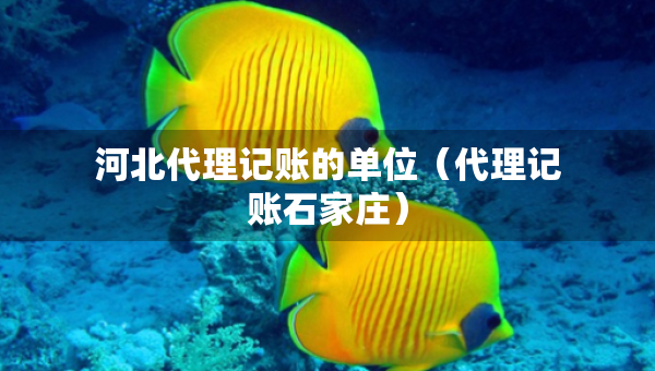 河北代理记账的单位（代理记账石家庄）
