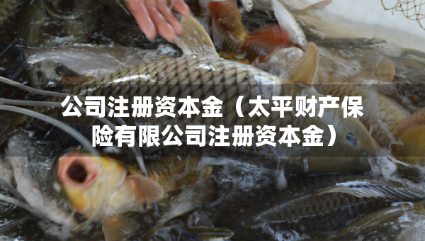 公司注册资本金（太平财产保险有限公司注册资本金）