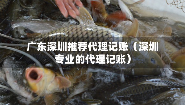 广东深圳推荐代理记账（深圳专业的代理记账）