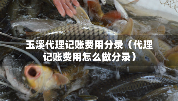 玉溪代理记账费用分录（代理记账费用怎么做分录）