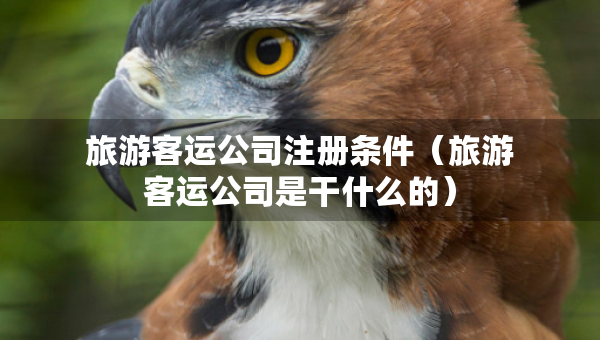 旅游客运公司注册条件（旅游客运公司是干什么的）