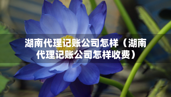 湖南代理记账公司怎样（湖南代理记账公司怎样收费）