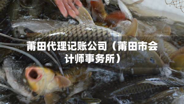 莆田代理记账公司（莆田市会计师事务所）