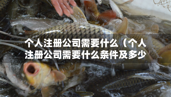 个人注册公司需要什么（个人注册公司需要什么条件及多少费用）