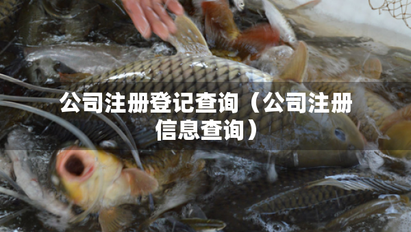 公司注册登记查询（公司注册信息查询）