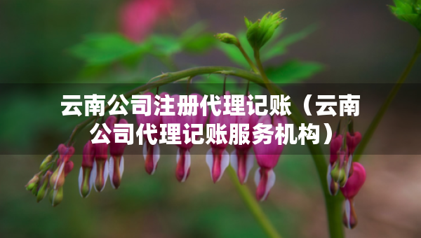 云南公司注册代理记账（云南公司代理记账服务机构）
