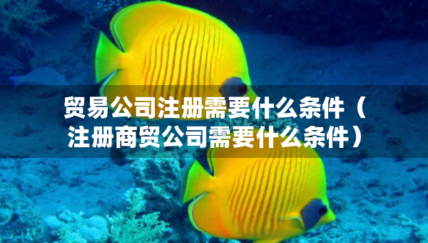 贸易公司注册需要什么条件（注册商贸公司需要什么条件）