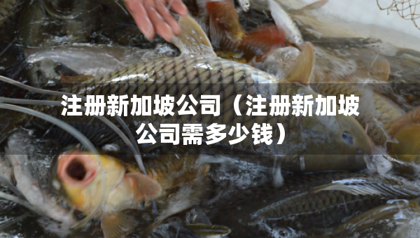 注册新加坡公司（注册新加坡公司需多少钱）