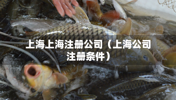 上海上海注册公司（上海公司注册条件）