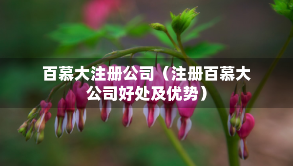 百慕大注册公司（注册百慕大公司好处及优势）