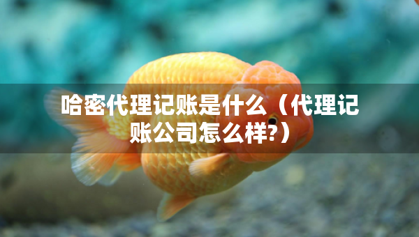 哈密代理记账是什么（代理记账公司怎么样?）
