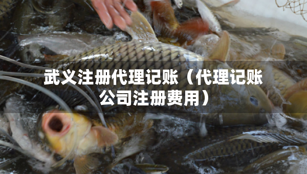 武义注册代理记账（代理记账公司注册费用）