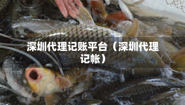 深圳代理记账平台（深圳代理记帐）