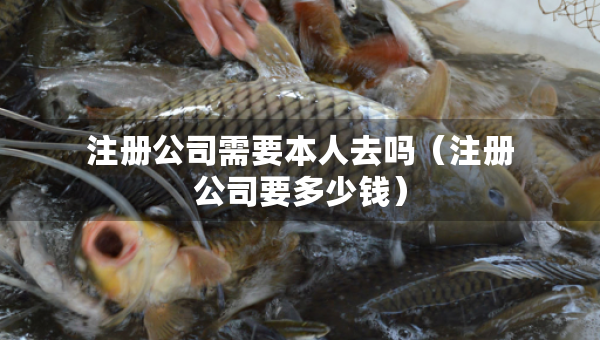 注册公司需要本人去吗（注册公司要多少钱）