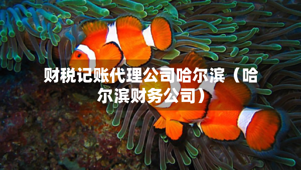财税记账代理公司哈尔滨（哈尔滨财务公司）