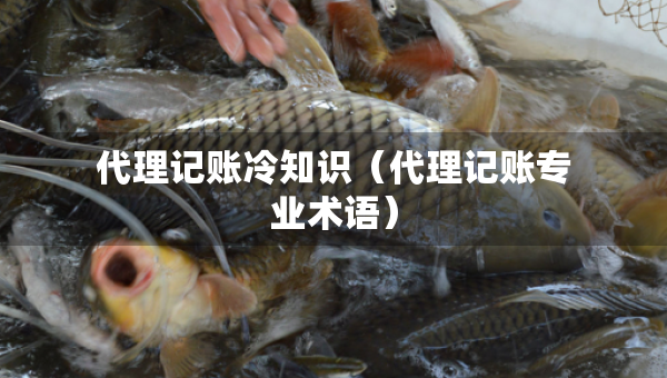 代理记账冷知识（代理记账专业术语）