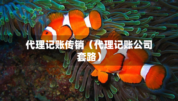 代理记账传销（代理记账公司套路）