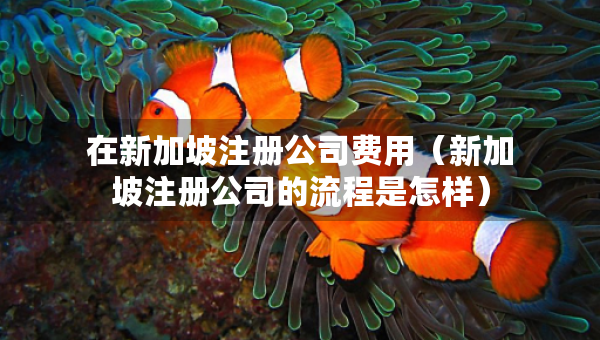 在新加坡注册公司费用（新加坡注册公司的流程是怎样）