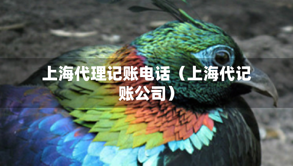 上海代理记账电话（上海代记账公司）