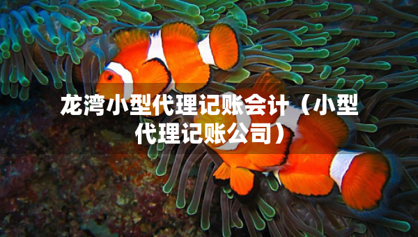 龙湾小型代理记账会计（小型代理记账公司）