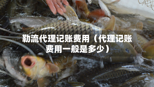 勒流代理记账费用（代理记账费用一般是多少）