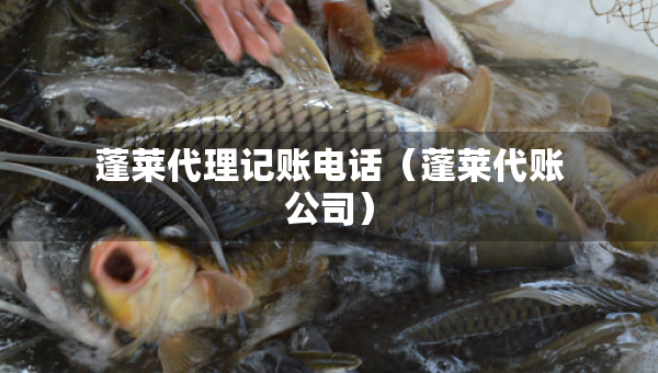 蓬莱代理记账电话（蓬莱代账公司）