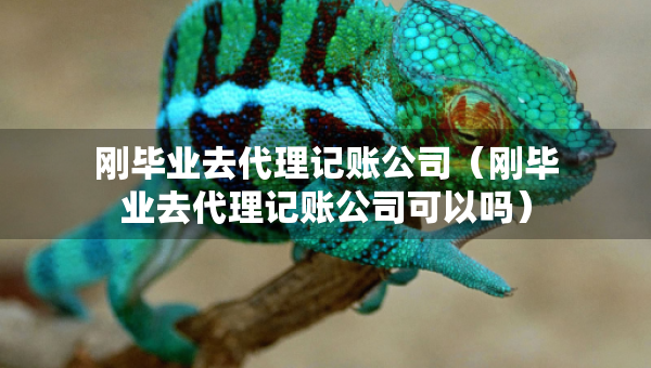 刚毕业去代理记账公司（刚毕业去代理记账公司可以吗）