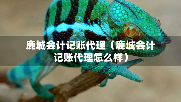 鹿城会计记账代理（鹿城会计记账代理怎么样）