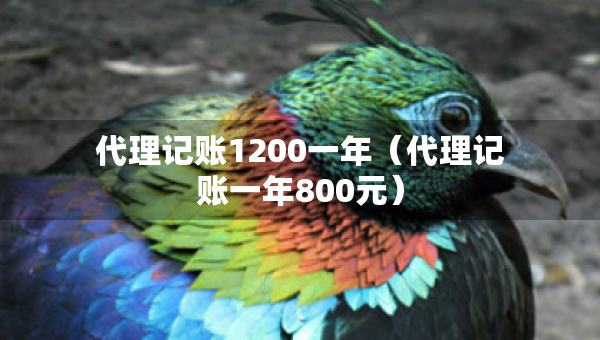 代理记账1200一年（代理记账一年800元）