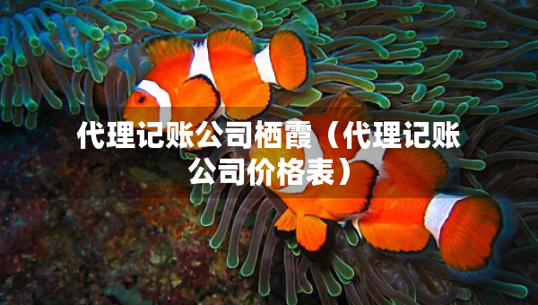 代理记账公司栖霞(代理记账公司价格表) 代理记账公司栖霞(代理记账公司价格表)