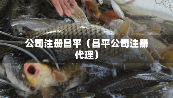 公司注册昌平（昌平公司注册代理）