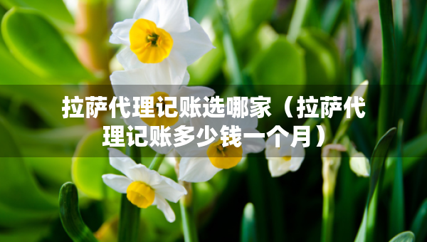 拉萨代理记账选哪家（拉萨代理记账多少钱一个月）