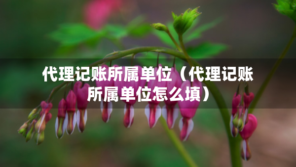 代理记账所属单位（代理记账所属单位怎么填）