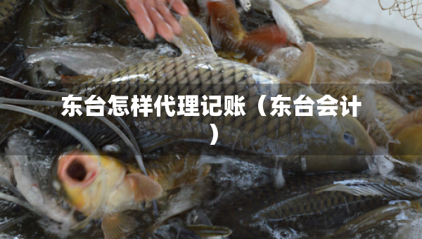 东台怎样代理记账（东台会计）